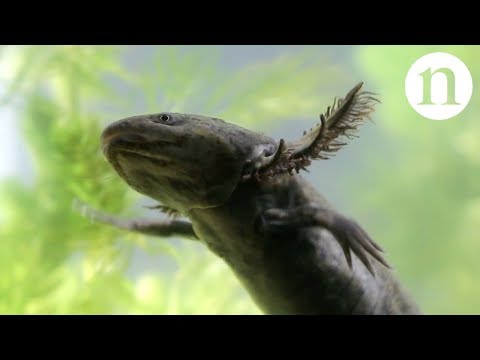 Axolotls: A conservation paradox