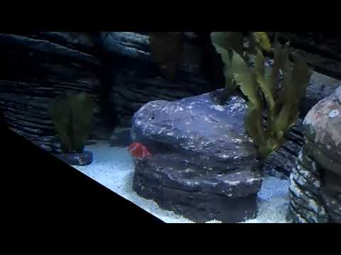 Oceanário de Lisboa Lissabon Lisbon Aquarium 2019 Pineapple fish white barred boxfish