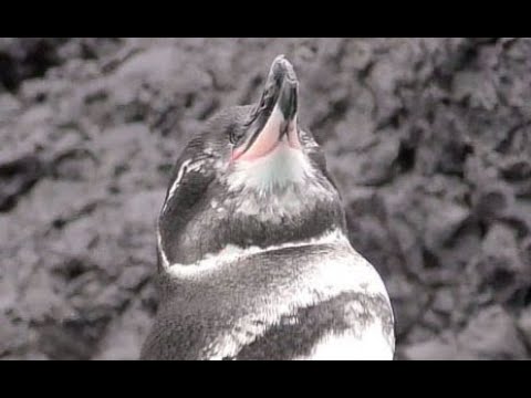 Tučniak galapagos (Spheniscus mendiculus) — HD pozorovanie v 4K