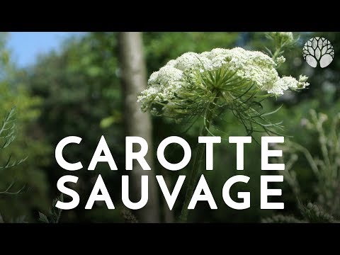 download lagu mp3 mp4 Fleurs De Carottes Sauvages, download lagu Fleurs De Carottes Sauvages gratis, unduh video klip Fleurs De Carottes Sauvages
