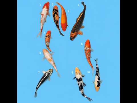 Video pregled koi ribe