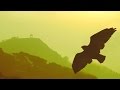 Pan Flute Greatest Hits "Gold Edition" Instrumental // more than 5 hours of flute de pan music
