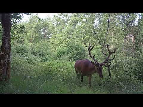 Sur les terres de Bourgogne Ep1 #animauxsauvages #wildlife #cerf #biche #trailcamera #sonNature