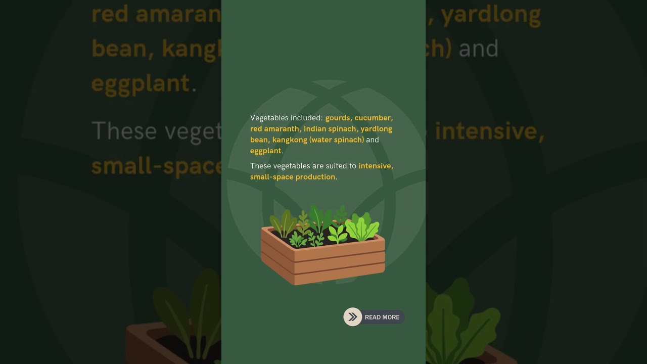 Rohinya vegetable gardens