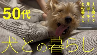 【ヨーキー】15歳のヨーキー　50代夫婦　犬との暮らしの日常　#dogvlog 