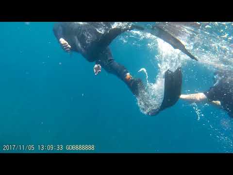 Flinders Reef Snorkeling