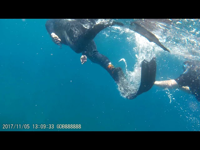 Flinders Reef Snorkeling
