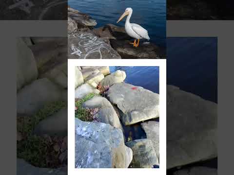 BTS Leica SL Typ 601 + Ray-Ban Meta | Lake Merritt #RayBanMeta #RayBan #leicasl  #Leica