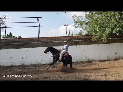 EL CAMINO AL FUTURITY: Capítulo 10 (Parte 2 de 3)