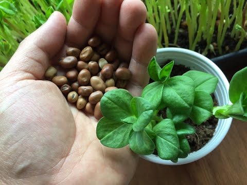 How to Grow Fava Bean Microgreens - Fava Bean Shoots Video