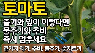 토마토 줄기와 잎이 이렇다면 물주기와 추비 즉시 멈추세요 곁가지 제거. 추비. 물주기. 순지르기