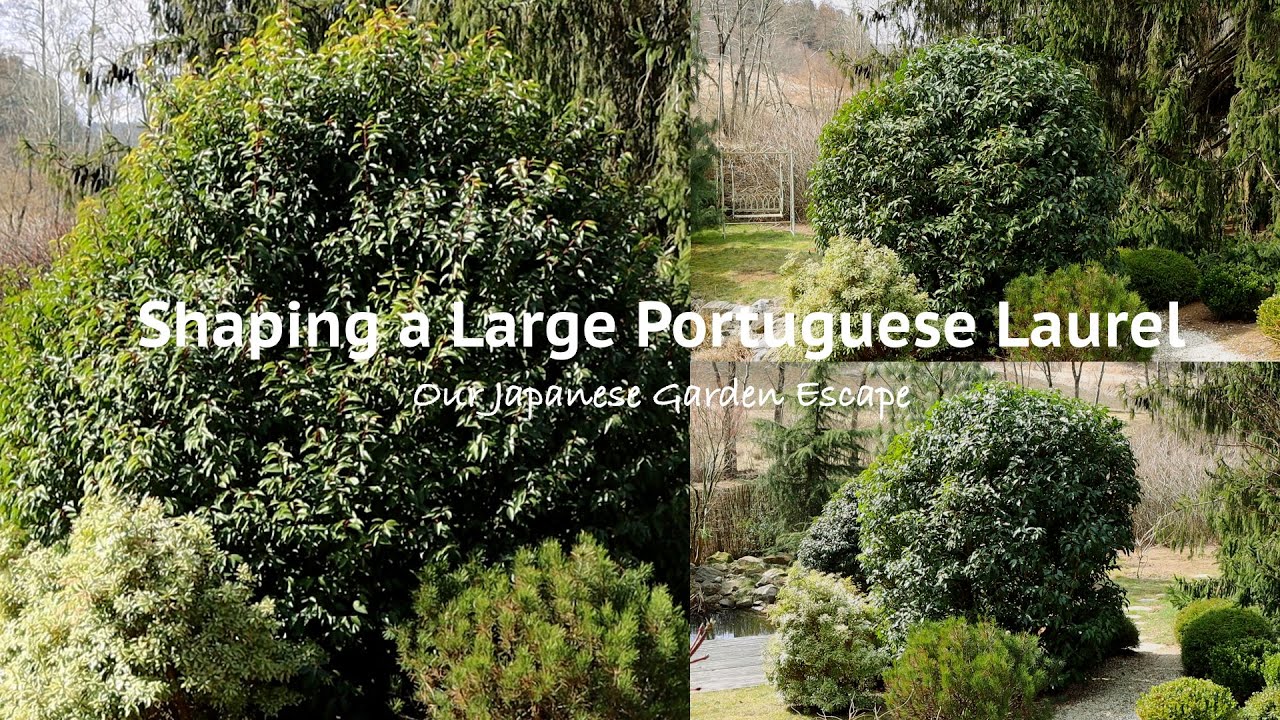 Watch Now How to Prune Large Shrubs - Portuguese Laurel | Our Japanese Garden Escape How to Prune Large Shrubs - Portuguese Laurel | Our Japanese Garden Escape