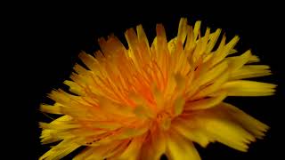 Musica Relaxante | Relax Music | Calmante para o Espirito|#0041#