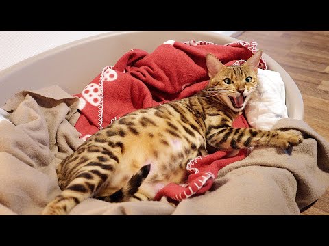 Pregnant Bengal cat in Labor Screams very Loud