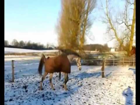 Holsteiner von Dolany/ Corde