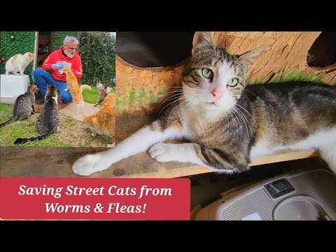 Park cats received deworming and flea treatment