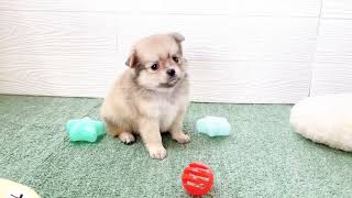 ハーフ犬の動画01