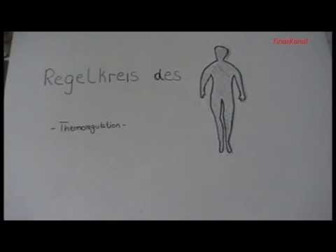 Regelkreis des Menschen