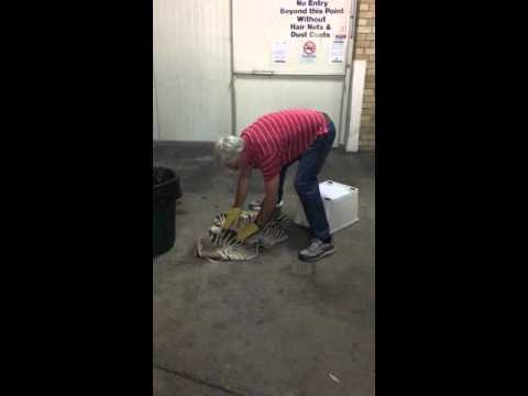 Easton brown snake outside the workshop