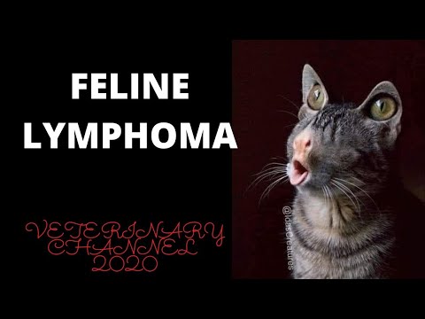 What Is Feline Lymphoma? | Introduction to Lymphoma In Cats | Cat Cancer