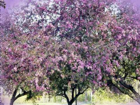 DADDY & DADDY SPIEWA   - TO CO DAL NAM SWIAT