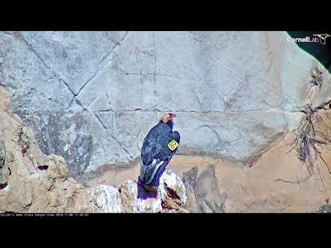 Female Condor Takes Off From Perching Rock – Nov. 6, 2018
