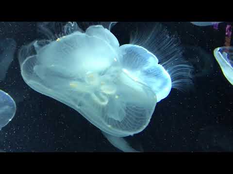Jellyfish Jam 9 Hours for Relaxation