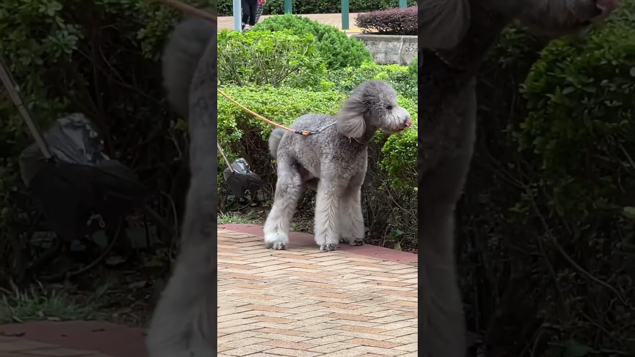 Cute  Doodle  #pets #dog #cute #shortsfeed #shortvideos #ytshorts  #amazing #viral #trending