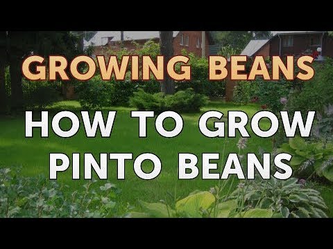 How to Grow a Lima Bean in a Bag