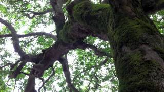 Pyli's Arched Bridge