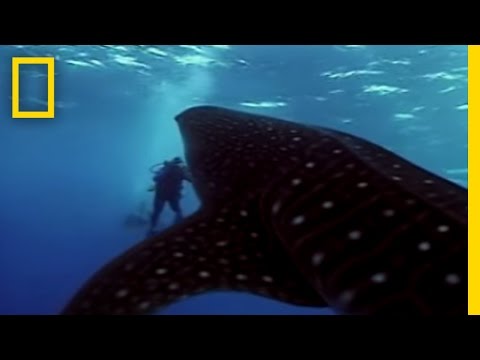 Whale Shark | National Geographic サムネイル