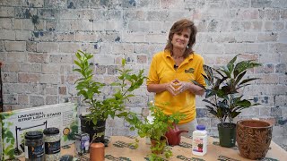 Bringing House Plants Indoors ENGLISH GARDENS