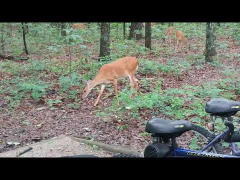 Whitetail visit to campsite in the morning.