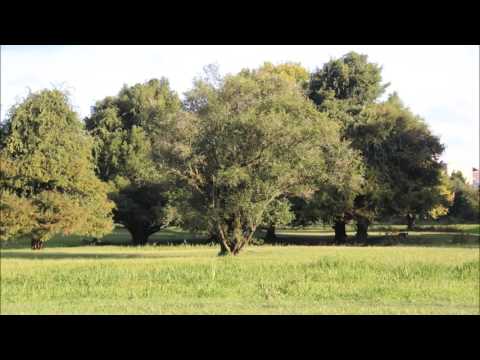 Doutor e o Mendigo / Doutor e o andarilho