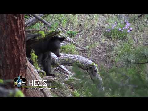 Archery Black Bear Action from the 2019 season