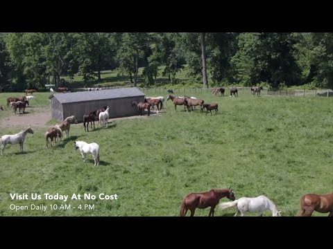 Experience the Magic of Ryerss Farm