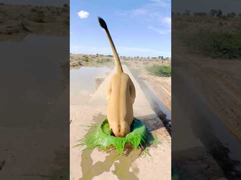 Donkey and Lio king #fyourpage #comedy #funny