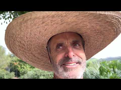 The Incredible Carica Papaya