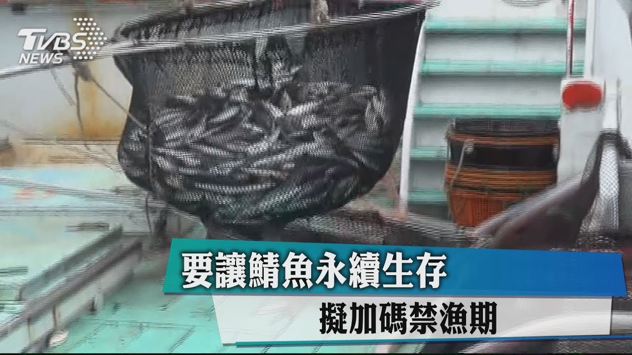 要讓鯖魚永續生存　擬加碼禁漁期