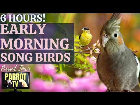 Early Morning Song Birds | 6 HOUR Calming Nature Ambience for Birds | Parrot TV for Your Bird Room 🐦