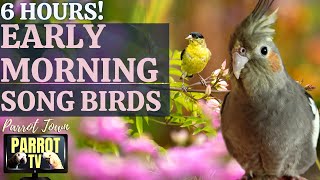Early Morning Song Birds | 6 HOUR Calming Nature Ambience for Birds | Parrot TV for Your Bird Room 🐦