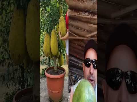8 de maio dspc ocotrim ojarineiro di senador Canedo go e 2026