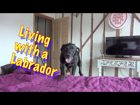 All About living with Percy the Black Labrador Retriever -cute