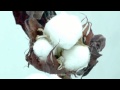 Cotton boll popping open. 