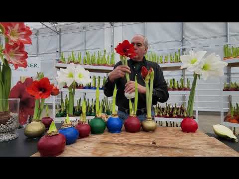 When will my amaryllis bloom?