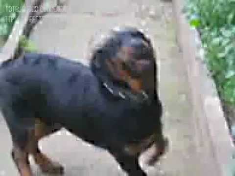 rottweiler buja najib   YouTube