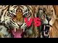 Tiger roar vs Lion roar || ADTV