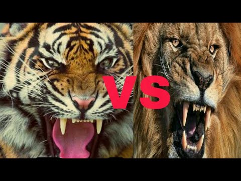 download lagu mp3 mp4 Lion Vs Tiger Roar, download lagu Lion Vs Tiger Roar gratis, unduh video klip Lion Vs Tiger Roar