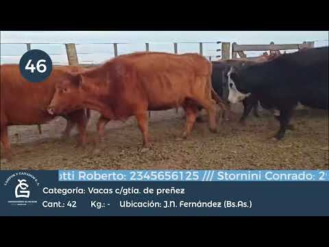 Lote Vc CGP - Juan N Fernandez Bs As