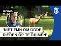 'Krankzinnige' dierendumpingen in Waalwijk